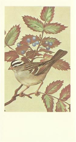 No Artist - White Crowned Sparrow