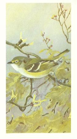 Download No Artist - White Eyed Vireo