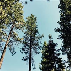 descargar álbum Ross Hammond - Acoustic Sanctuary Project Tahoe Forest