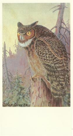 No Artist - Great Horned Owl